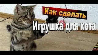 How to make a simple toy for cats