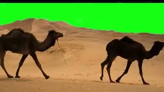 FREE NO COPYRIGHT GREEN SCREEN CAMELS IN THE DESERT 3