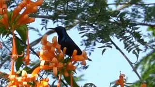 Purple sunbird finds the flame vine flower with most nectar #Shorts