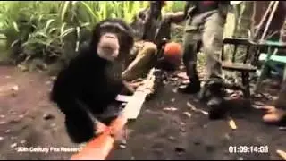 People give gun to monkey