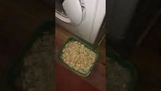 УТРОМ ЖЕНА  БУДЕТ РУГАТЬ