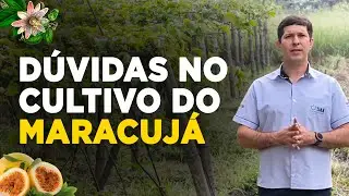 AS PRINCIPAIS DÚVIDAS NO CULTIVO DO MARACUJÁ