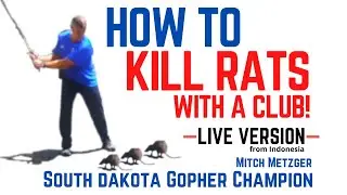 HOW TO KILL RATS with a CLUB!