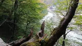 ПРОГУЛКА В ЛЕСУ!!!