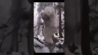Yeti / Bigfoot sighting!