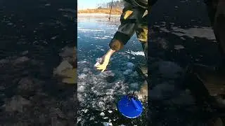 Удачная рыбалка зимой на жерлицы
