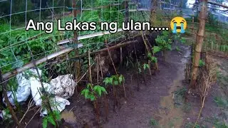 Binagyo ang aking mga tanim...😥😭