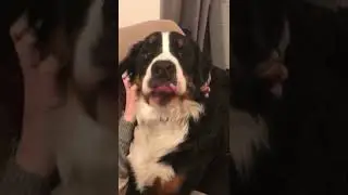 Bernese Mountain Dog loves a sweet hug!