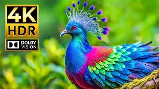ANIMAL 4K Video - Incredible Dolby Vision HDR 4K 60 FPS | Cinematic Sound