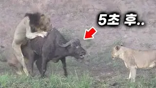사자한테 사냥 당하다 열받은 버팔로의 미친 반전