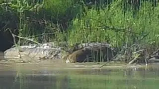 Водяная крыса  14 08 18
