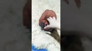 хорошие пельмени