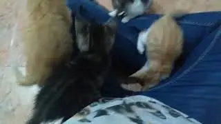 Secuestro gatuno