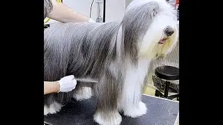 Bearded Collie Comb Out