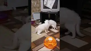 Кто кого? 😃 #Шотландскиекошки