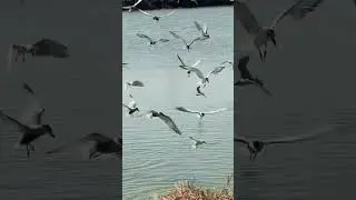Burung Darla (Dara Laut) yang sedang mencari makan ikan #biologi #generasibiologi