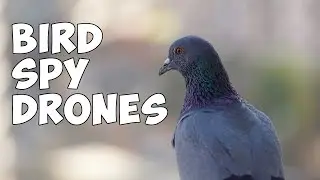 Bird spy drones are a real thing!