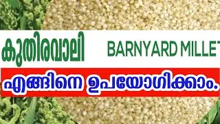 Benefits of barnyard millet |  How to cook barnyard millet | Prabhatham health mission.