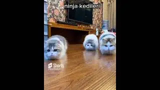 ninja cats