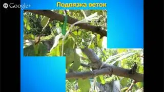 Как подвязать ветку при формировке кроны?