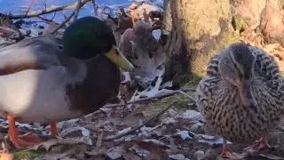 The Mallards, Adorable Duck Love Story P2!