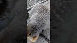 еврашка)))друг жорика 🐱🐱🐱)))