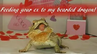 Feeding your ex to my bearded dragon!