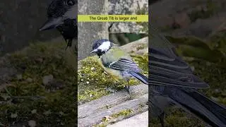 Great Tit feeding habits in Autumn #birds