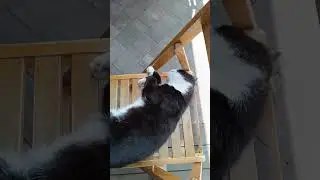 Завтрак в Зеленоградске. Кот прилагается😂
