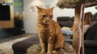 Bumper Kat - Medpets.nl - Voor de gezondheid van je dier