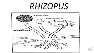 Rhizopus