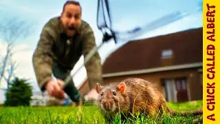 27 Rats Attacked my Birds and I TRAPPED all of them Alive