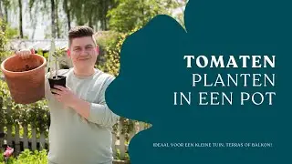 Hoe tomaten planten en verzorgen in een pot? I Angelo Dorny