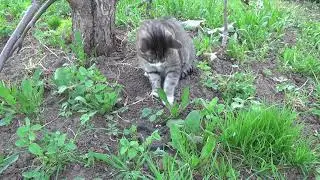 Кот и уж..