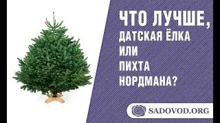 Какая елка лучше, Датская или пихта Нордмана