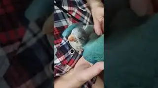 Сытый попугай - монах #квакер #shortsvideo #shorts #попугай #animals #funny #memes #юмор #dance