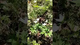 Пробуждение природы. В походе. #nature #travel #wildlife #природа
