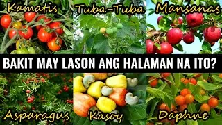 10 NAKAKALASON NA PARTE NG HALAMAN O PRUTAS NA DAPAT MONG MALAMAN | Historya