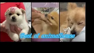 Animal House video-mashup 