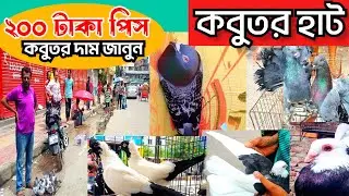 কবুতর হাট ঢাকা মেরাদিয়া বাজার || কবুতরের দাম জানুন। pigeon market price