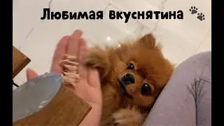 Волшебное слово для моей собаки - 