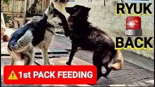 RYUK IS BACK!! - 1st Pack Feeding!!