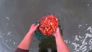 Поездка за Сахалинской креветкой / чилим Сахалин