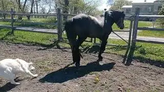 Амиир и Тайга знакомятся 😆