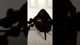 jumping spiders