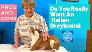 Italian Greyhound Pros And Cons, Do You Really Want An Italian Greyhound