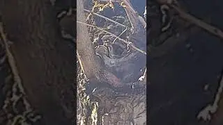 Ноев ковчег на черепахе.