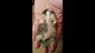 Когда Хомяк в глубине души - Балерина!   Видят ли хомяки сны?