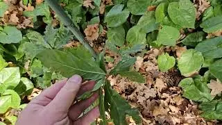 Quercus × turnerii 'Pseudoturneri' dub Turnerův