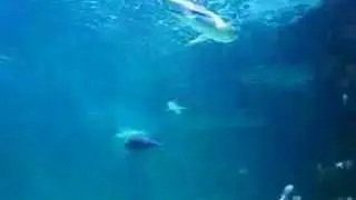 Sydney Aquarium - Shark Bay